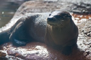 Calvert Marine Museum Otter