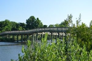 Chesapeake-Beach-Rail-Trail-Walking-Through-The-Wetlands_02_YourCalvert